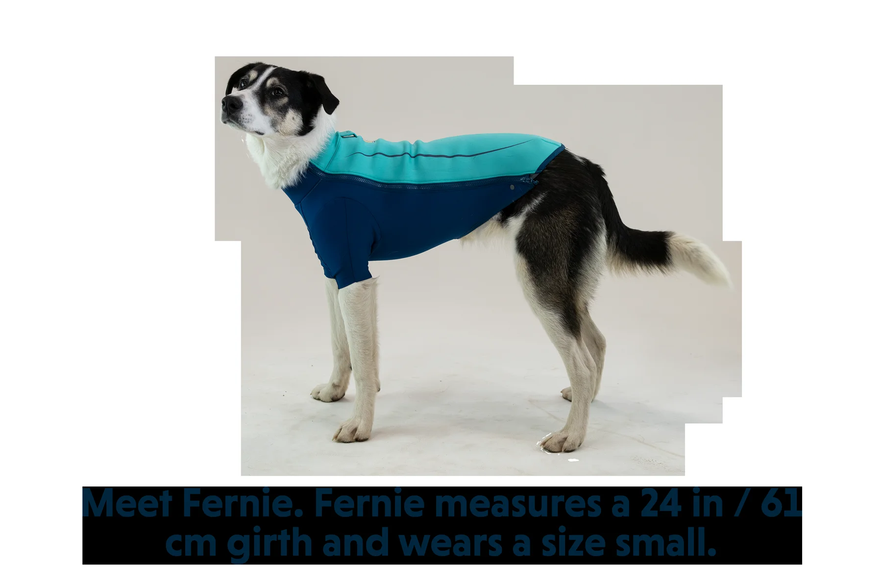 undercoat-dog-water-jacket-gallery-5.png