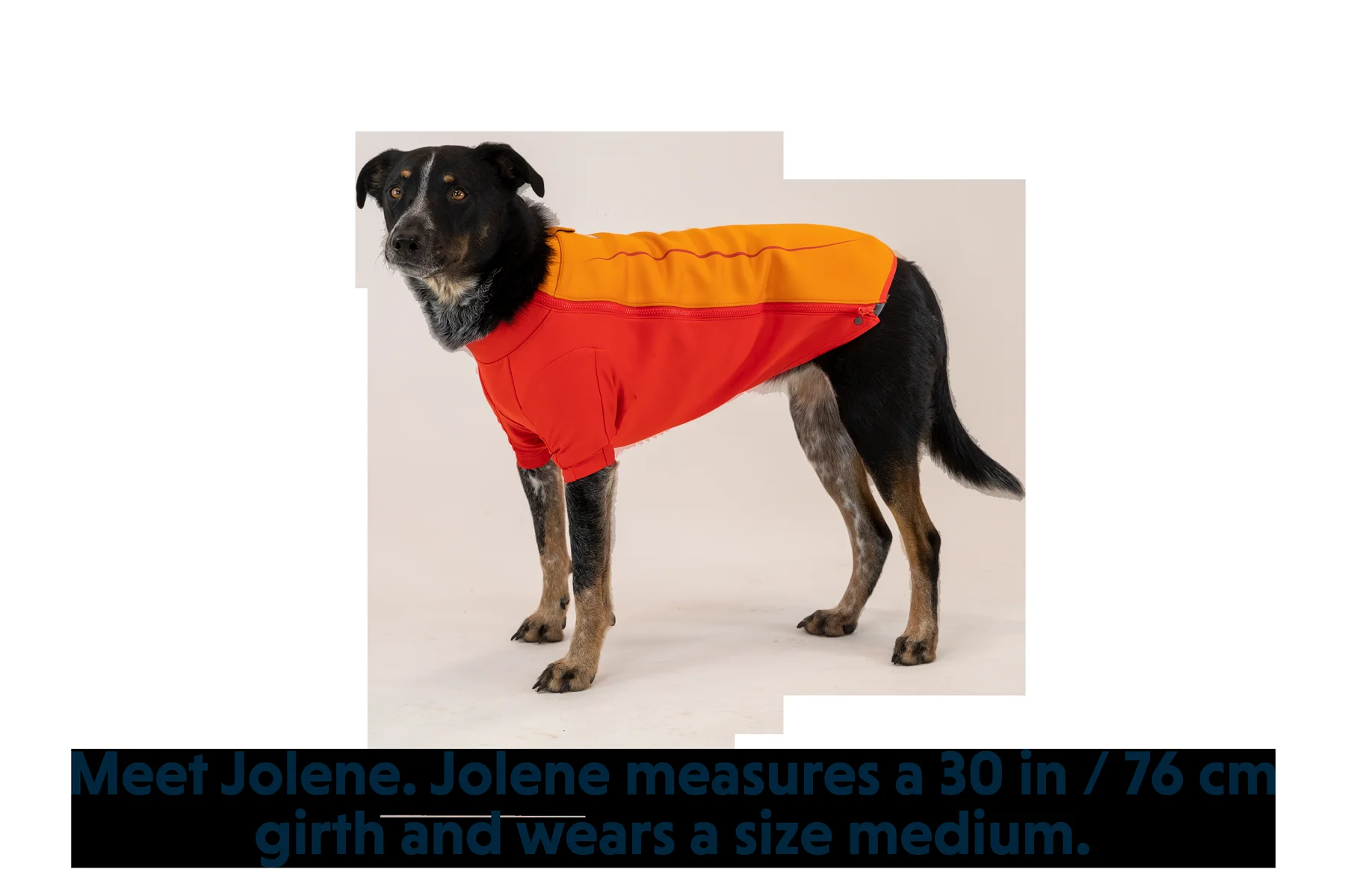 undercoat-dog-water-jacket-gallery-7.png